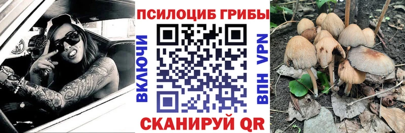 Псилоцибиновые грибы Cubensis  Торжок 
